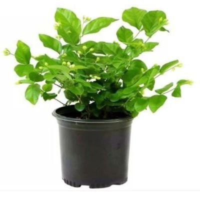 Brook Floras | Jasmine Mogra - Fresh Plants - Image 3