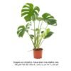 Brook Floras | Monstera Deliciosa 5pp - 80-100 CM - Fresh Indoor Plants