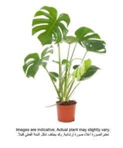 Brook Floras | Monstera Deliciosa 5pp - 80-100 CM - Fresh Indoor Plants