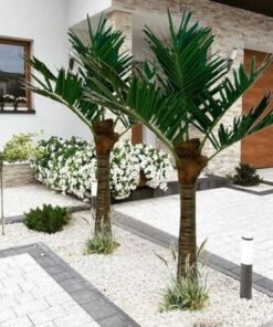 Alternative view of Coconut Palm Tree-250×300×300CM-Green Artificial Tree