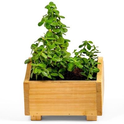 Treasure wooden planterbox - 22 cm x 22 cm x 12 cm, grow herbs on kitchen platform, Decorative Planters for Home, Garden and Office - Image 2