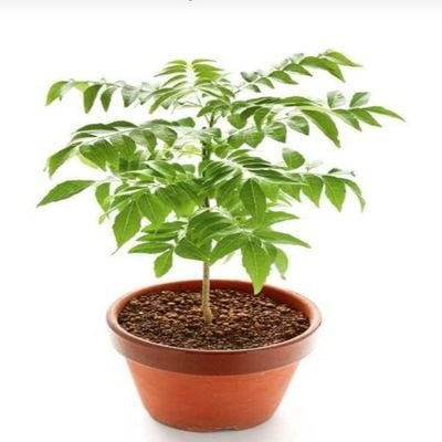 Curry plant 50-70 CM | Fresh plant - Image 3