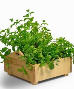 Alternative view of Sunshine wooden planterbox - 1 foot x 1 foot x 12 cm, grow herbs on kitchen platform, Decorative Planters for Home, Garden and Office