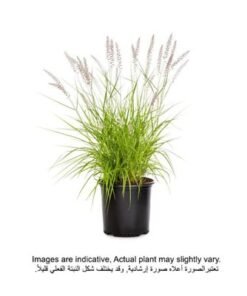 Brook Floras | Pennisetum-red 40-50 CM - Fresh outdoor Plants
