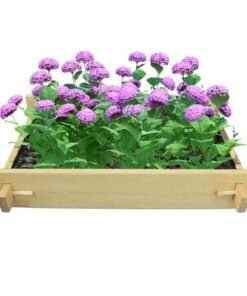 Alternative view of Rancher Explorer Gardenbed - 4 feet x 3 feet x 23 cm, Wooden planter bed for home gardening, starter kit to grow flowers, herbs, vegetables, root veggies.