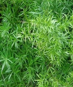 Asparagus Hanging Plant Green