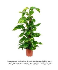 Brook Floras | Money plant/Epipremnum Aureum Moss Stick 80-100 CM- Fresh Indoor Plants