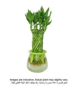 Brook Floras | Water Plant  30-35 CM Plant | Fresh Indoor Plants