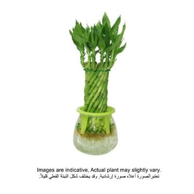 Brook Floras | Water Plant 30-35 CM Plant | Fresh Indoor Plants