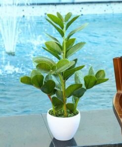 Alternative view of Artificial Zamioculcas Plant 60CM