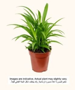 Brook Floras | Chlorophytum Lemon 25-30 CM  -Fresh Indoor Plants
