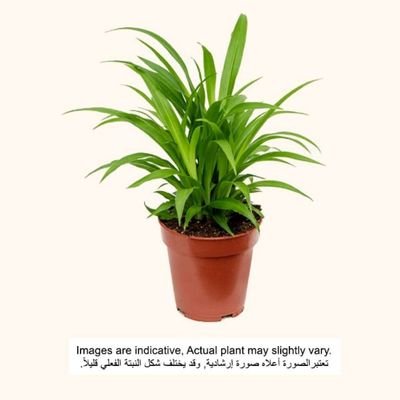 Brook Floras | Chlorophytum Lemon 25-30 CM -Fresh Indoor Plants