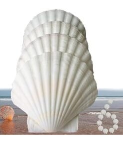LYNLYN Sea Shells,6 pcs Crafts Decoration Crafting Scallop Shells, for Crafts DIY Painting Beaching Wedding Decoration, Beach Natural Scallop Shells Bulk