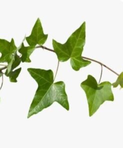 English-ivy 20-30 CM | Fresh Plants