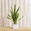 Ceilo Snake Potted Plant with Ceramic Pot - 14x14x...