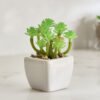 Tant Ceramic Potted Succulent - 7x7x8.5 cm
