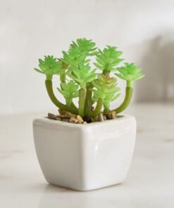 Tant Ceramic Potted Succulent - 7x7x8.5 cm