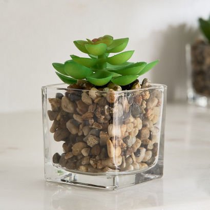 Tant Glass Potted Succulent - 8x8x9 cm