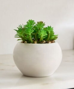 Tant Succulent Family with Round Ceramic Pot - 12 ...