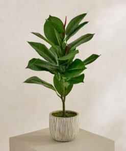 Evergreen Artificial Rubber Leaf Tree in Cement Po...