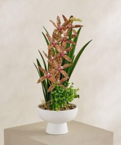 Evergreen Artificial Gongora Maculata Potted Plant...