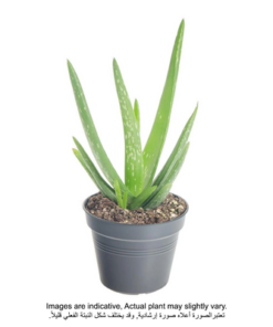 Aloe Vera Plant With Pot And Soil Green/ Brown