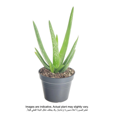 Aloe Vera Plant With Pot And Soil Green/ Brown
