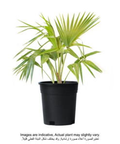 Livistona Palm Plant With Pot And Soil Green/ Black