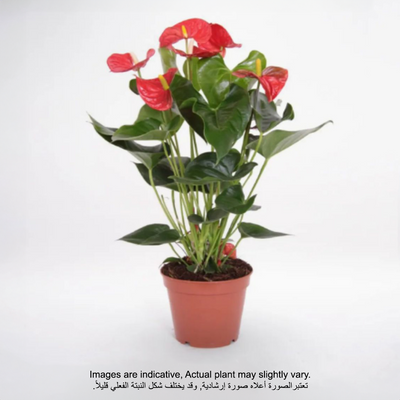 Anthurium Red 40-45 CM | Fresh plant - Image 2