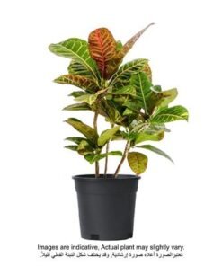 Croton Petra Plant With Pot Yellow/Green
