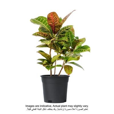Croton Petra Plant With Pot Yellow/Green