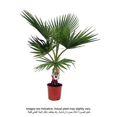 Brook Floras | Washingtonia Robusta - Plant