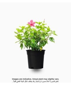 Alternative view of Hibiscus 50-70 CM | Fresh Plant