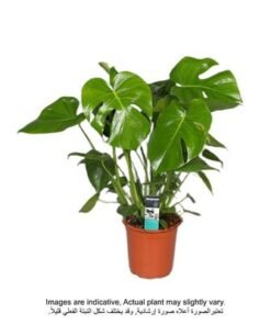 Monstera Deliciosa 80-100 CM - Fresh Indoor Plants
