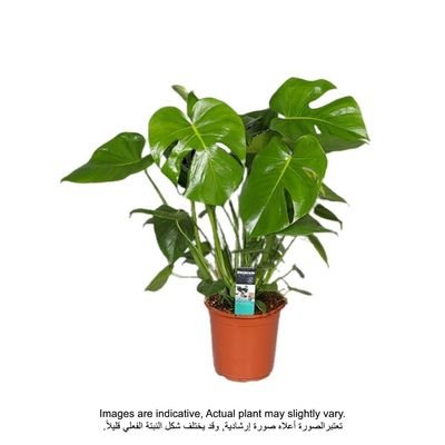 Monstera Deliciosa 80-100 CM - Fresh Indoor Plants