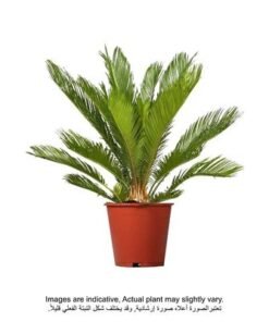 Alternative view of Cycas - 80-100cm - Fresh Plants