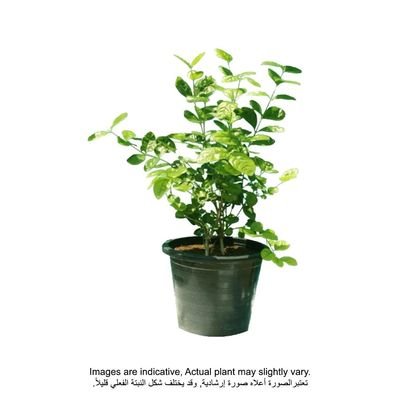 Brook Floras | Jasmine Mogra - Fresh Plants - Image 2