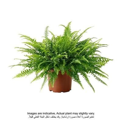 Brook Floras | Nephrolepis Overig 60 CM - Plants