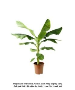 Brook Floras | Banana Plants