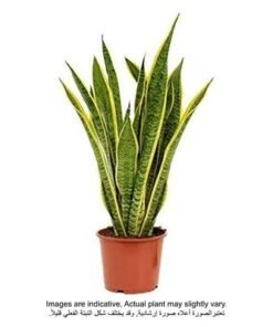 Snake Plant - Fresh Plants