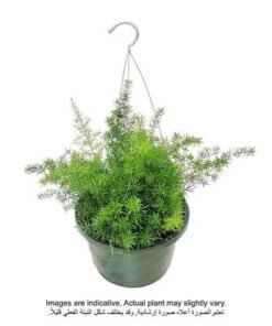 Alternative view of Asparagus Hanging Plant Green