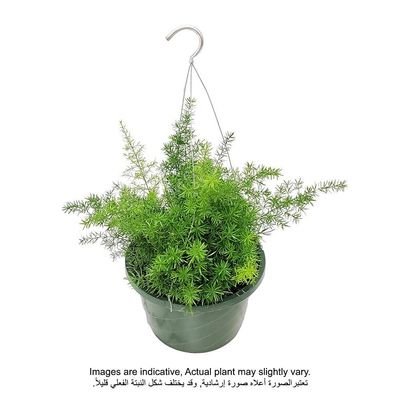 Asparagus Hanging Plant Green - Image 2