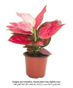 Alternative view of Aglaonema Anyamanee Pink/Green 20-25cm
