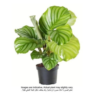 Calathea Orbifolia Plant With Pot And Soil Green/Brown - Image 2