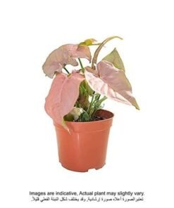 Syngonium neon 15 CM Plant | Fresh/Live Plants