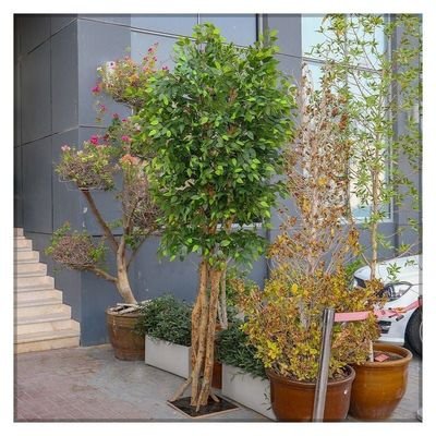 Artificial Ficus plant - Image 3