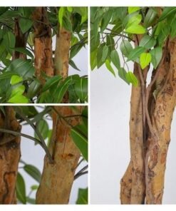 Artificial Ficus plant