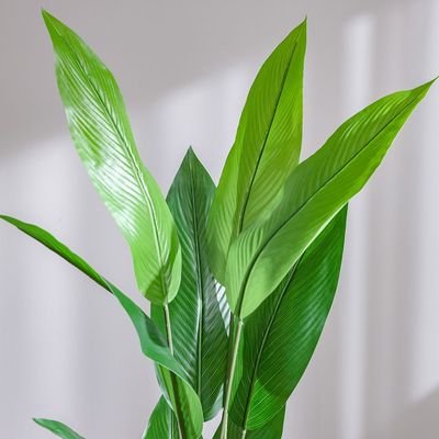 Paradise Bird Green Plant-145 cm - Image 3