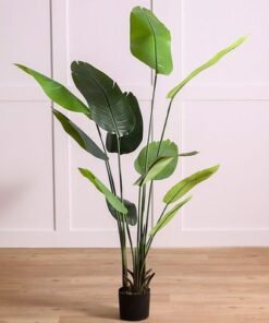 Alternative view of Banana Tree-180 CM