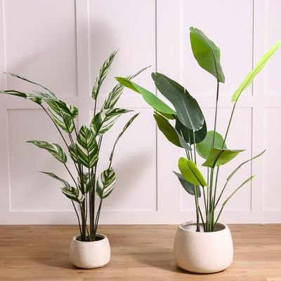 Banana Tree-180 CM